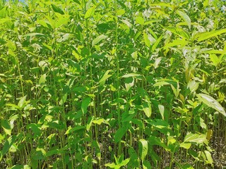 Green and tall Jute plants. Jute cultivation in Assam in India.