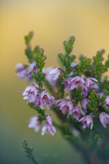 Calluna vulgaris in Detailaufnahme, auch Heidekraut genannt