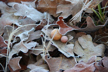 Frost and Leaves