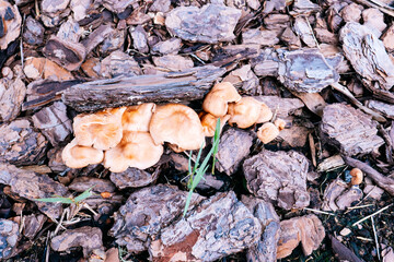 Close-up of fresh mushroom grown from mulch