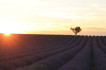 The amazing lavender field at Valensole in the gorgeous provence region in France
