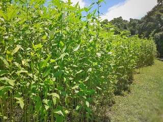 Fototapeta na wymiar Green and tall Jute plants. Jute cultivation in Assam in India.