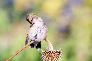 A hummingbird is enjoying a sunny day on a withered flower stem