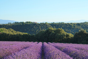 Plakat The amazing lavender field at Valensole in the gorgeous provence region in France 