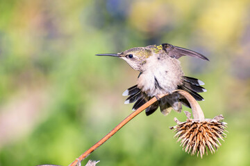A hummingbird is enjoying a sunny day on a withered flower stem