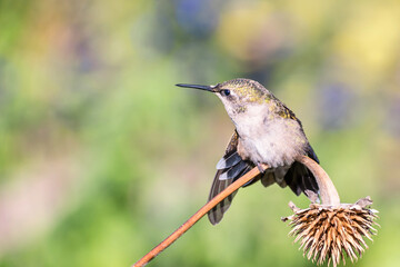 Fototapeta na wymiar A hummingbird is enjoying a sunny day on a withered flower stem