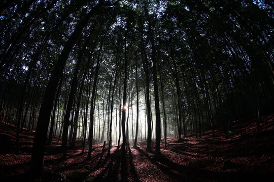 Bezaubernder Morgenstimmung im Wald