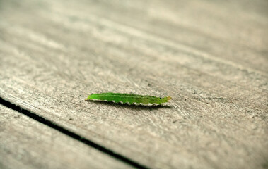 A green caterpillar crawls across the floor. Macro mode