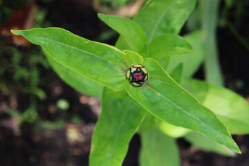 Naklejka premium green flower bud in the garden
