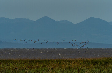 a flock of geese flew over the water outside the marshland with mountain ranges in the background over the horizon