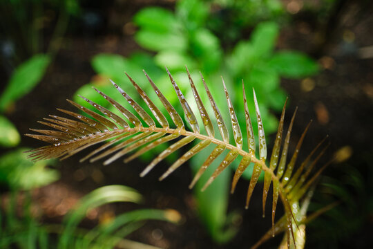 Close-up Of Ceratozamia, Genus Of New World Cycads In The Family Zamiaceae.