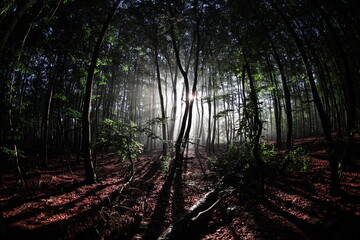 Bezaubernder Morgenstimmung im Wald