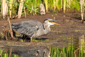 the moment a great blue heron finish swallow the fish while standing in the middle of the pond on a sunny day
