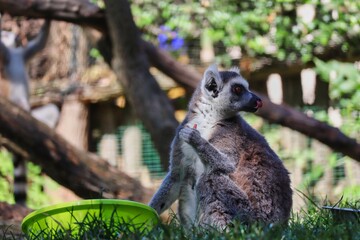 The Ring-Tailed Lemur (Lemur Catta) is a Large Strepsirrhine Primate with Black and White Ringed Tail. Cute Lemur Sits on Grass and Holds its Food in Hand with Tongue Out.