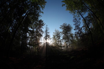 Bezaubernder Morgenstimmung im Wald