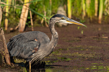 close up of a beautiful great blue heron inside pond on a sunny day waiting for fish to pass by 