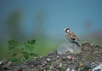 Ashy-crowned sparrow-lark