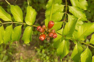 close-up: orange trumpet creeper flowers