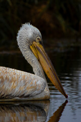 Dalmatian pelican