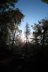 Obraz premium Bezaubernder Morgenstimmung im Wald