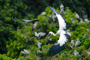 Asian openbill