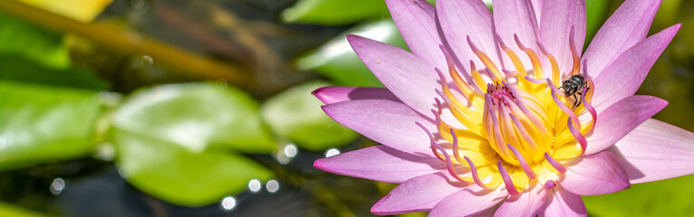 Panorama bee on pink lotus flower in pond. Bee are collecting for nectar from water lily pollen.