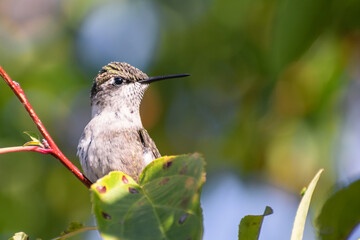 Fototapeta na wymiar A hummingbird is enjoying a sunny day on flowers' branches 