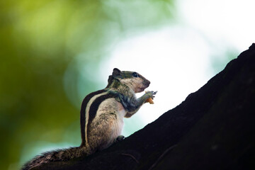 squirrel on a tree