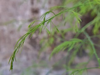 Shatavari or asparagus racemosus plant and soft leaves. It is a plant used in traditional Indian medicine. The root is used to make medicine. It has many health benefits.