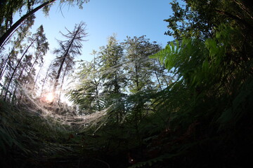 Bezaubernder Morgenstimmung im Wald