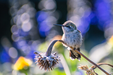 A hummingbird is enjoying a sunny day on flowers' branches