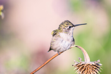 A hummingbird is enjoying a sunny day on a withered flower stem