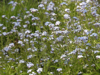 Fototapeta premium Small numerous light blue flowers