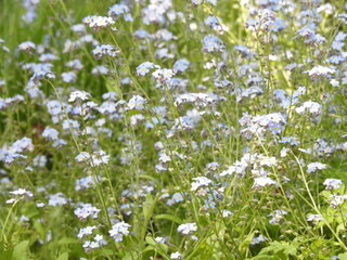 Small numerous light blue flowers