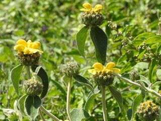 Shrub with yellow flowers