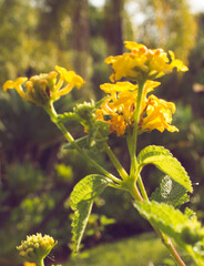 Yellow flower