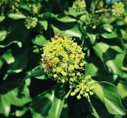 Honey bees with full pollen baskets collect nectar from the flower of common ivy against the background of green leaves, on a sunny day