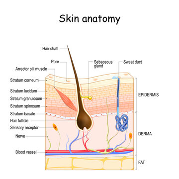 Skin anatomy. Cross section of the human skin.