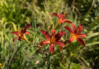 Brilliant orange daylilies in bloom