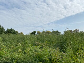 Scenic Minnesota Landscape in Early Autumn
