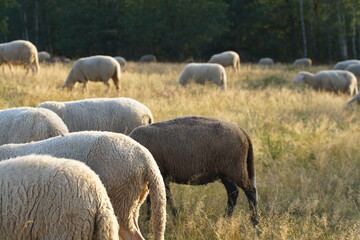 Schafe einer Herde auf einer Weide inmitten der Heide Landschaft