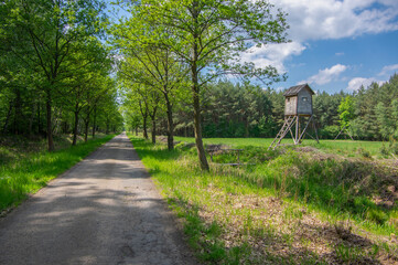 Wooden deer stand looks like elevated tiny house with ladder situated on small glade in the middle of forest in sunlight