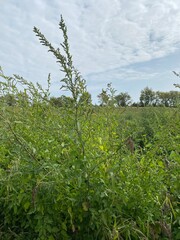Scenic Minnesota Landscape in Early Autumn