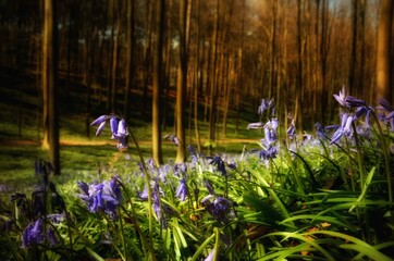 First bluebells of the year in dedicuous forest in sprintime in the golden morninglight