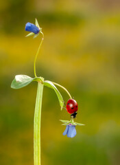 Beautiful ladybug on leaf defocused background