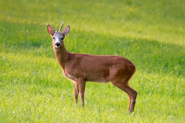 Roe Buck standing