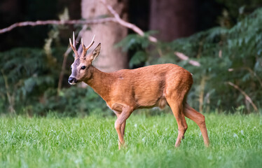 Roe Buck standing