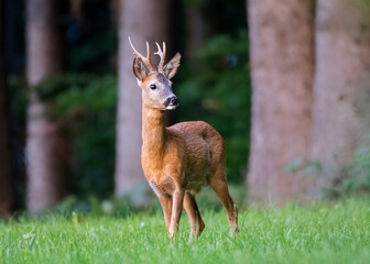 Roe Buck standing