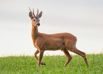 Roe Buck standing