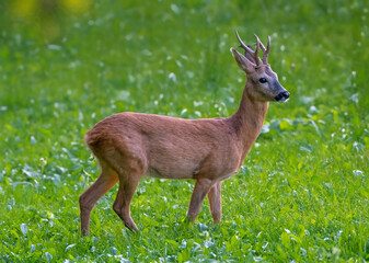 Roe Buck standing